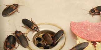 How to Eliminate Fleas, Ants and Cockroaches from Home Forever Ingredients: