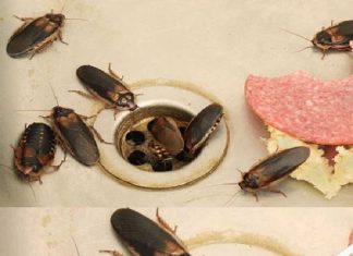 How to Eliminate Fleas, Ants and Cockroaches from Home Forever Ingredients: