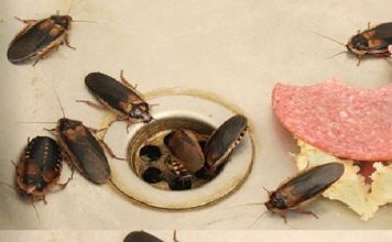 How to Eliminate Fleas, Ants and Cockroaches from Home Forever Ingredients: