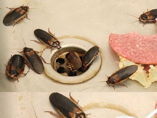 How to Eliminate Fleas, Ants and Cockroaches from Home Forever Ingredients: