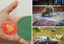 How to get rid of mice at home quickly