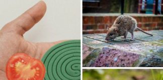 How to get rid of mice at home quickly