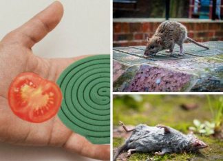 How to get rid of mice at home quickly