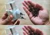 Discover the Natural Secret: Cloves in an Empty Raid for a Mosquito-Free Home