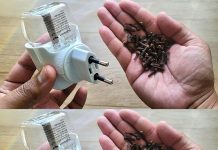 Discover the Natural Secret: Cloves in an Empty Raid for a Mosquito-Free Home