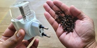 Discover the Natural Secret: Cloves in an Empty Raid for a Mosquito-Free Home