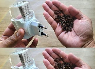 Discover the Natural Secret: Cloves in an Empty Raid for a Mosquito-Free Home
