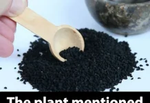 The plant mentioned in the Bible that is said to cure any disease