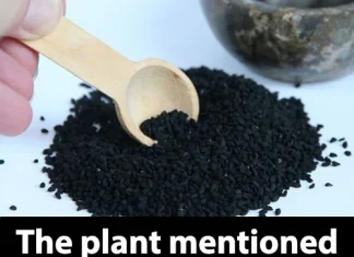 The plant mentioned in the Bible that is said to cure any disease