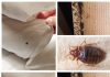 A Powerful Home Recipe for a Pest-Free Home: Eliminate Mosquitoes and Cockroaches