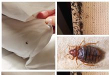 A Powerful Home Recipe for a Pest-Free Home: Eliminate Mosquitoes and Cockroaches