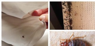 A Powerful Home Recipe for a Pest-Free Home: Eliminate Mosquitoes and Cockroaches