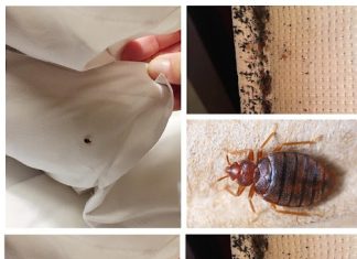 A Powerful Home Recipe for a Pest-Free Home: Eliminate Mosquitoes and Cockroaches