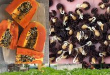Grow Papaya at Home in Pots: The Secret for an Abundant Harvest