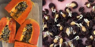 Grow Papaya at Home in Pots: The Secret for an Abundant Harvest