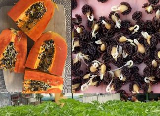 Grow Papaya at Home in Pots: The Secret for an Abundant Harvest