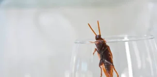 How to Get Rid of Cockroaches in Kitchen Cabinets