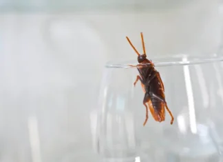 How to Get Rid of Cockroaches in Kitchen Cabinets