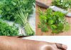 A Natural Way to Lessen Water Retention with Parsley