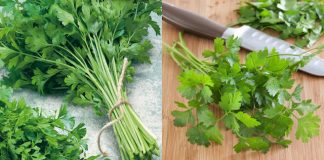 A Natural Way to Lessen Water Retention with Parsley