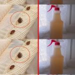 Steps to clean a mattress of bed bugs