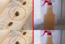 Steps to clean a mattress of bed bugs