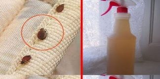 Steps to clean a mattress of bed bugs