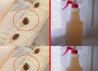 Steps to clean a mattress of bed bugs
