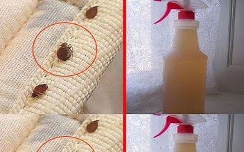 Steps to clean a mattress of bed bugs