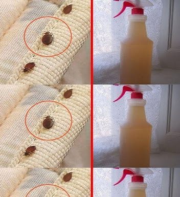 Steps to clean a mattress of bed bugs