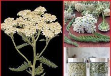 It is the herb Yarroway that saves time.