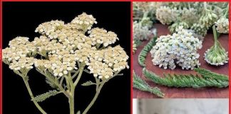 It is the herb Yarroway that saves time.