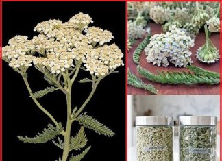 It is the herb Yarroway that saves time.