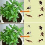 God blessed you with this plant because it keeps pests like spiders and mice away from your house.