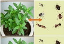 God blessed you with this plant because it keeps pests like spiders and mice away from your house.