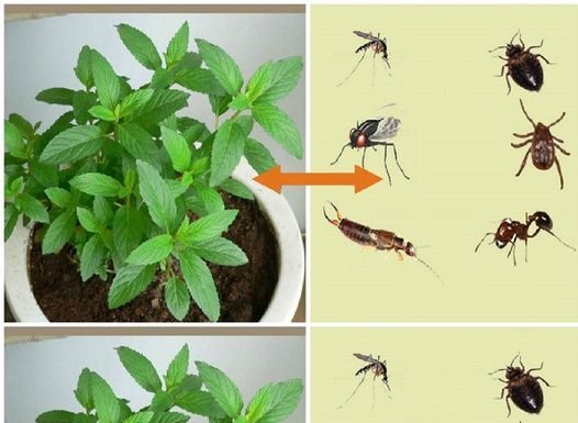 God blessed you with this plant because it keeps pests like spiders and mice away from your house.