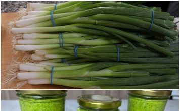 The Revolutionary New Way to Store Winter Onions