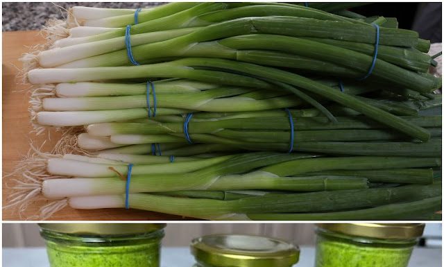 The Revolutionary New Way to Store Winter Onions