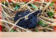 A Thorough Guide to Detecting and Controlling Tick Eggs—“Burn Them If You See Them In Your Backyard”