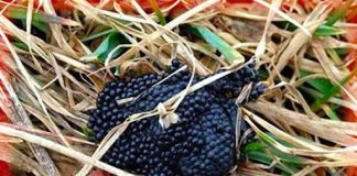 A Thorough Guide to Detecting and Controlling Tick Eggs—“Burn Them If You See Them In Your Backyard”