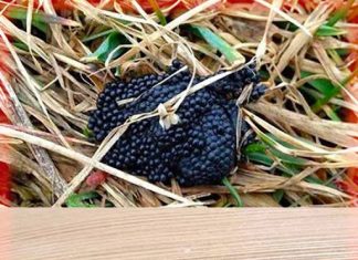 A Thorough Guide to Detecting and Controlling Tick Eggs—“Burn Them If You See Them In Your Backyard”