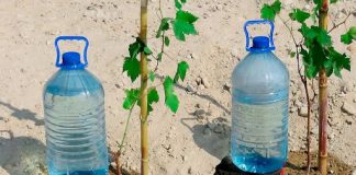 Methods for Free Plant Watering for a Month