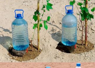 Methods for Free Plant Watering for a Month