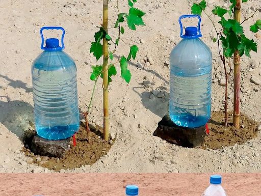 Methods for Free Plant Watering for a Month
