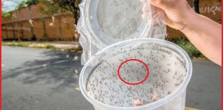 A Homemade Pest Repellent Made of Rice Vinegar