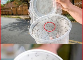 A Homemade Pest Repellent Made of Rice Vinegar