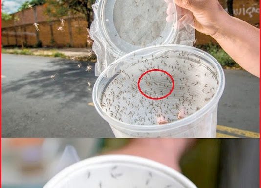 A Homemade Pest Repellent Made of Rice Vinegar