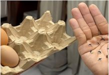 Using Egg Boxes and Cloves as an Ingenious Mosquito Repellent