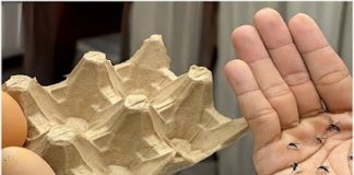 Using Egg Boxes and Cloves as an Ingenious Mosquito Repellent