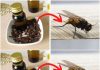 The World’s Best Fly and Mosquito Repellent: Cloves! Use This Easy Trick to Keep Your Home Bug-Free!